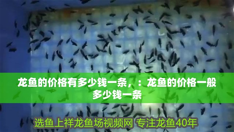 龍魚的價格有多少錢一條，：龍魚的價格一般多少錢一條