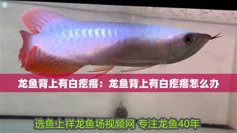 龍魚背上有白疙瘩：龍魚背上有白疙瘩怎么辦