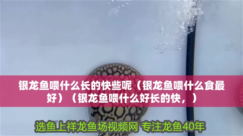 銀龍魚喂什么長的快些呢（銀龍魚喂什么食最好）（銀龍魚喂什么好長的快，）