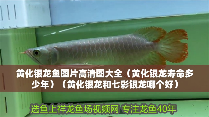 黃化銀龍魚圖片高清圖大全（黃化銀龍壽命多少年）（黃化銀龍和七彩銀龍哪個好）