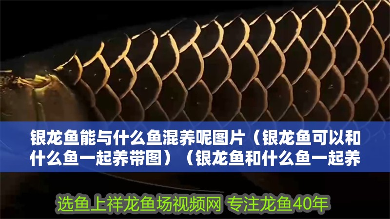 銀龍魚能與什么魚混養呢圖片（銀龍魚可以和什么魚一起養帶圖）（銀龍魚和什么魚一起養比較好）