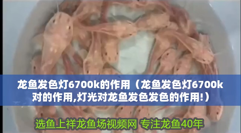 龍魚發色燈6700k的作用（龍魚發色燈6700k對的作用,燈光對龍魚發色發色的作用!）