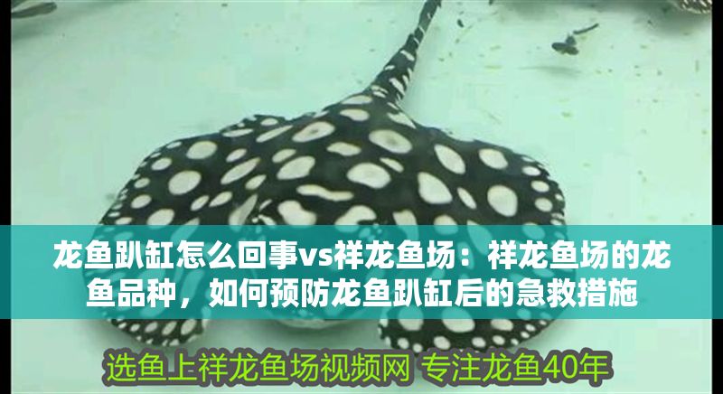 龍魚趴缸怎么回事vs祥龍魚場：祥龍魚場的龍魚品種，如何預防龍魚趴缸后的急救措施