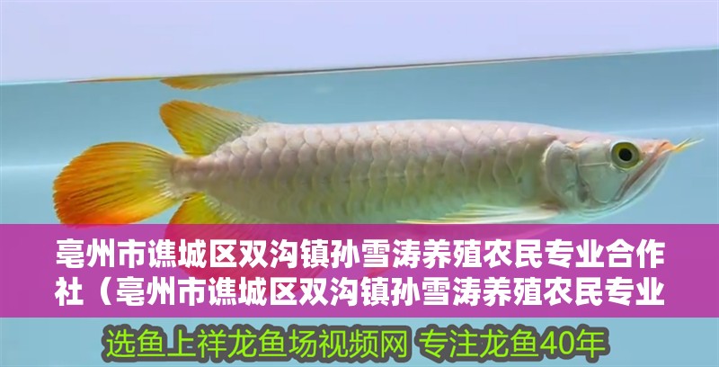 亳州市譙城區(qū)雙溝鎮(zhèn)孫雪濤養(yǎng)殖農(nóng)民專業(yè)合作社（亳州市譙城區(qū)雙溝鎮(zhèn)孫雪濤養(yǎng)殖農(nóng)民專業(yè)合作社助力農(nóng)民增收致富） 亳州市譙城區(qū)雙溝鎮(zhèn)孫雪濤養(yǎng)殖農(nóng)民專業(yè)合作社（亳州市譙城區(qū)雙溝鎮(zhèn)孫雪濤養(yǎng)殖農(nóng)民專業(yè)合作社助力農(nóng)民增收致富） 全國水族館企業(yè)名錄