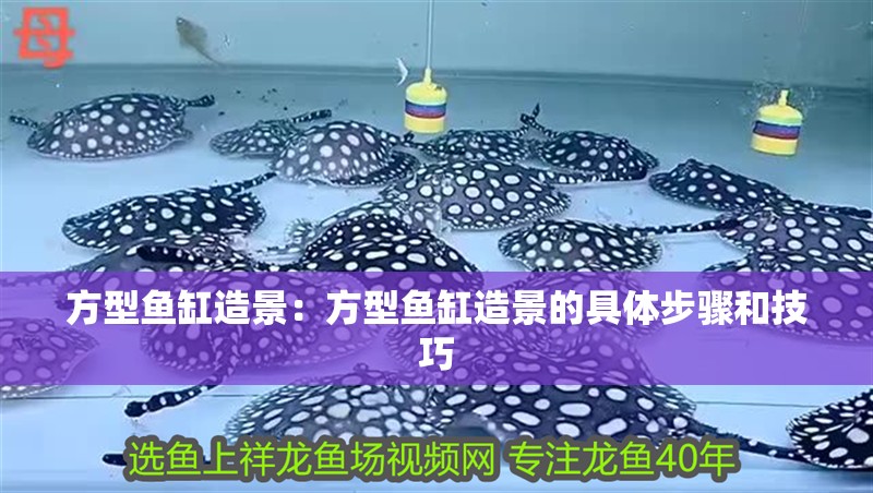 方型魚缸造景：方型魚缸造景的具體步驟和技巧