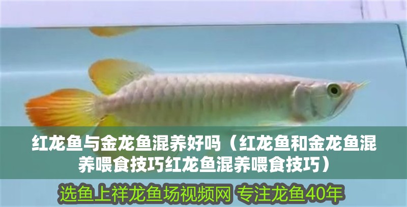 紅龍魚與金龍魚混養(yǎng)好嗎（紅龍魚和金龍魚混養(yǎng)喂食技巧紅龍魚混養(yǎng)喂食技巧）