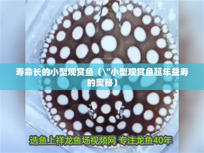 壽命長的小型觀賞魚（\