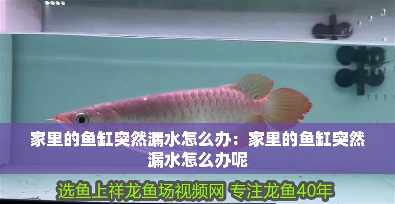 家里的魚缸突然漏水怎么辦：家里的魚缸突然漏水怎么辦呢