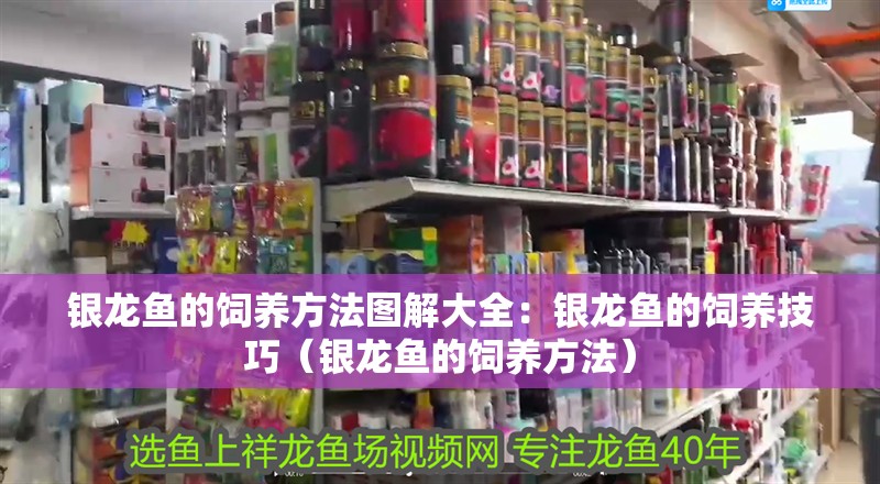 銀龍魚的飼養方法圖解大全：銀龍魚的飼養技巧（銀龍魚的飼養方法）