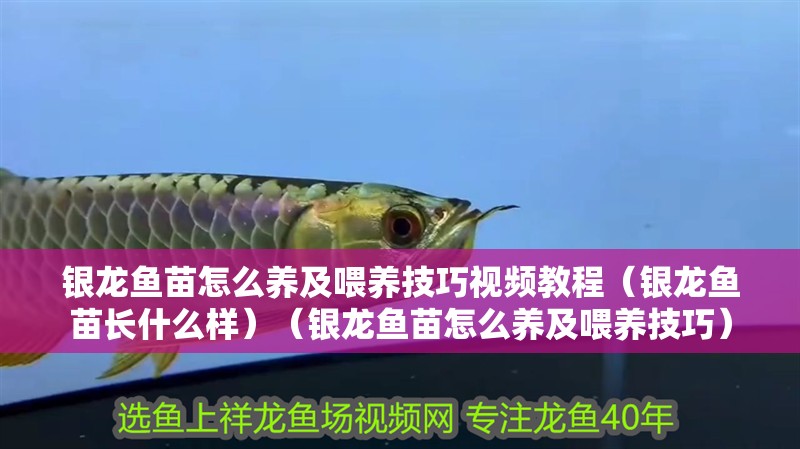 銀龍魚苗怎么養及喂養技巧視頻教程（銀龍魚苗長什么樣）（銀龍魚苗怎么養及喂養技巧）