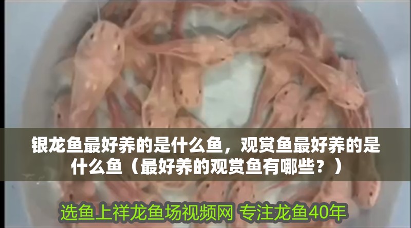 魚缸用增氧泵價格是多少:魚缸增氧機-xtrac增氧機-xtrac增氧機 銀龍魚最好養的是什么魚,觀賞魚最好養的是什么魚(最好養的觀賞魚有哪些?) 銀龍魚百科 銀龍魚最好養的是什么魚,觀賞魚最好養的是什么魚(最好養的觀賞魚有哪些?) 銀龍魚最好養的是什么魚,觀賞魚最好養的是什么魚(最好養的觀賞魚有哪些?) 銀龍魚百科