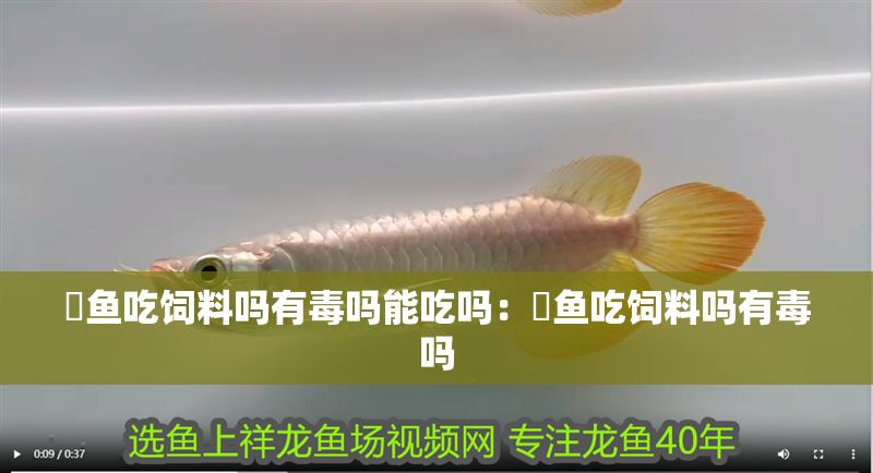 魟魚吃飼料嗎有毒嗎能吃嗎：魟魚吃飼料嗎有毒嗎