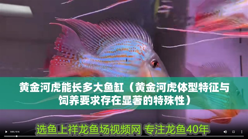 黃金河虎能長(zhǎng)多大魚缸（黃金河虎體型特征與飼養(yǎng)要求存在顯著的特殊性）