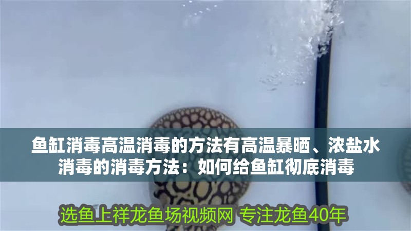 我的虎魚真菌感染了要怎么處理 魚缸消毒高溫消毒的方法有高溫暴曬、濃鹽水消毒的消毒方法:如何給魚缸徹底消毒 魚缸百科 魚缸消毒高溫消毒的方法有高溫暴曬、濃鹽水消毒的消毒方法:如何給魚缸徹底消毒 魚缸消毒高溫消毒的方法有高溫暴曬、濃鹽水消毒的消毒方法:如何給魚缸徹底消毒 魚缸百科