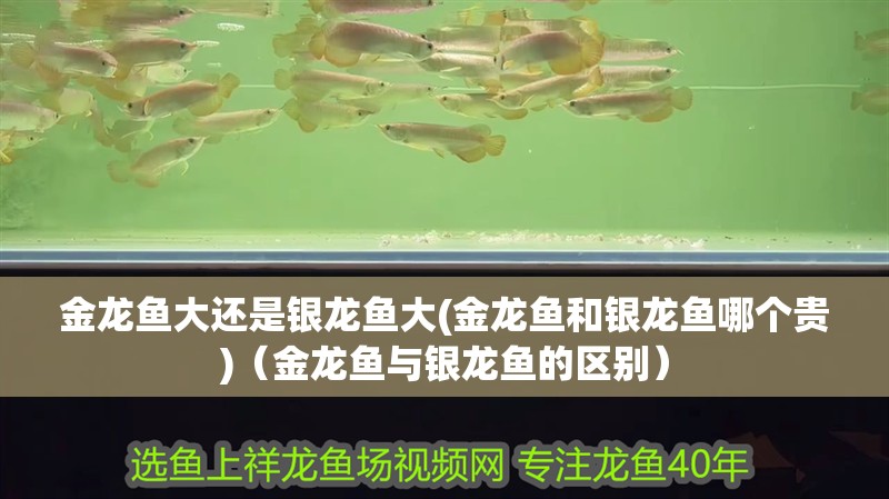 金龍魚大還是銀龍魚大(金龍魚和銀龍魚哪個貴)（金龍魚與銀龍魚的區別）