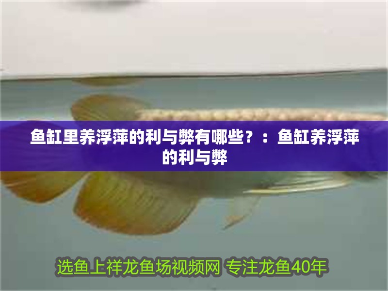 龍魚怕什么 魚缸里養浮萍的利與弊有哪些?:魚缸養浮萍的利與弊 魚缸百科 魚缸里養浮萍的利與弊有哪些?:魚缸養浮萍的利與弊 魚缸里養浮萍的利與弊有哪些?:魚缸養浮萍的利與弊 魚缸百科