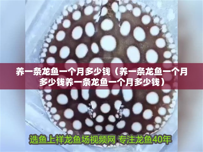 養一條龍魚一個月多少錢（養一條龍魚一個月多少錢養一條龍魚一個月多少錢）