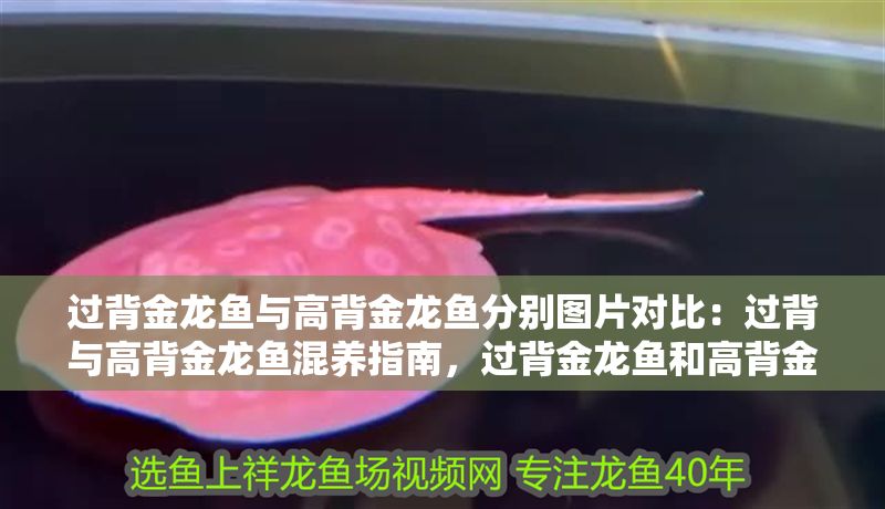 過背金龍魚與高背金龍魚分別圖片對比：過背與高背金龍魚混養指南，過背金龍魚和高背金龍魚混養指南