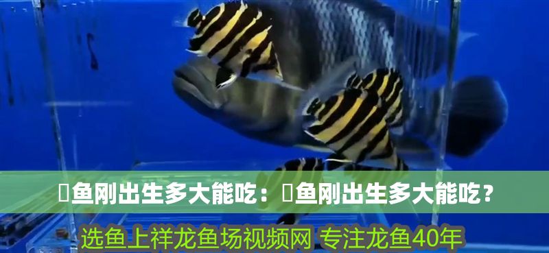 魟魚剛出生多大能吃：魟魚剛出生多大能吃？