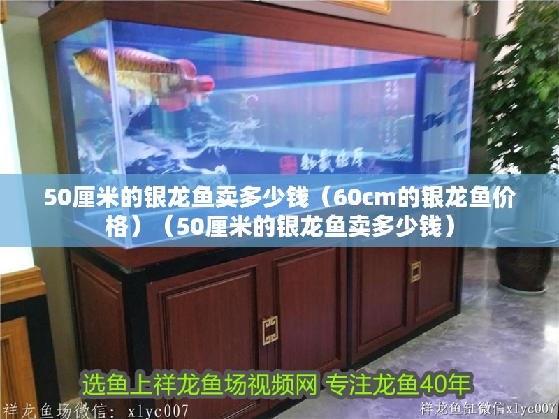 50厘米的銀龍魚賣多少錢（60cm的銀龍魚價(jià)格）（50厘米的銀龍魚賣多少錢）