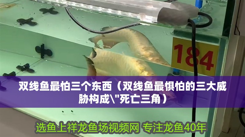 雙線魚(yú)最怕三個(gè)東西（雙線魚(yú)最懼怕的三大威脅構(gòu)成 雙線魚(yú)最怕三個(gè)東西（雙線魚(yú)最懼怕的三大威脅構(gòu)成\