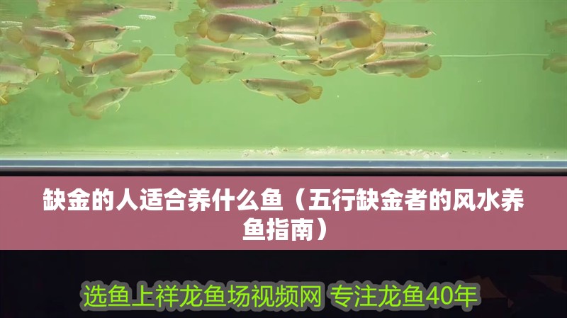 魚缸用增氧泵價(jià)格是多少:魚缸增氧機(jī)-xtrac增氧機(jī)-xtrac增氧機(jī) 缺金的人適合養(yǎng)什么魚(五行缺金者的風(fēng)水養(yǎng)魚指南) 龍魚論壇 缺金的人適合養(yǎng)什么魚(五行缺金者的風(fēng)水養(yǎng)魚指南) 缺金的人適合養(yǎng)什么魚(五行缺金者的風(fēng)水養(yǎng)魚指南) 龍魚論壇