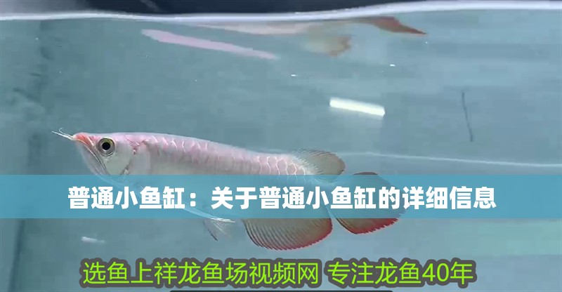 普通小魚缸：關于普通小魚缸的詳細信息