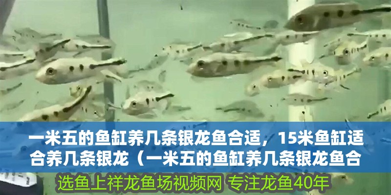 一米五的魚缸養幾條銀龍魚合適，15米魚缸適合養幾條銀龍（一米五的魚缸養幾條銀龍魚合適）