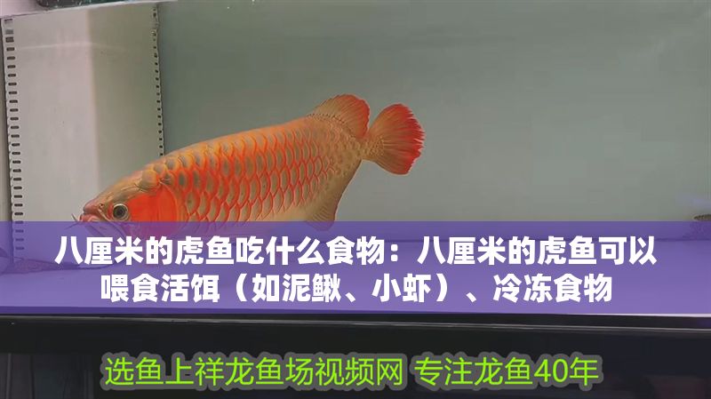 八厘米的虎魚吃什么食物：八厘米的虎魚可以喂食活餌（如泥鰍、小蝦）、冷凍食物