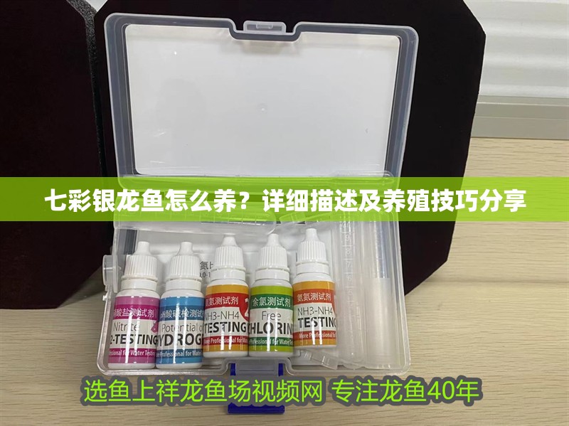 七彩銀龍魚怎么養(yǎng)？詳細描述及養(yǎng)殖技巧分享 七彩銀龍魚怎么養(yǎng)？詳細描述及養(yǎng)殖技巧分享 銀龍魚百科