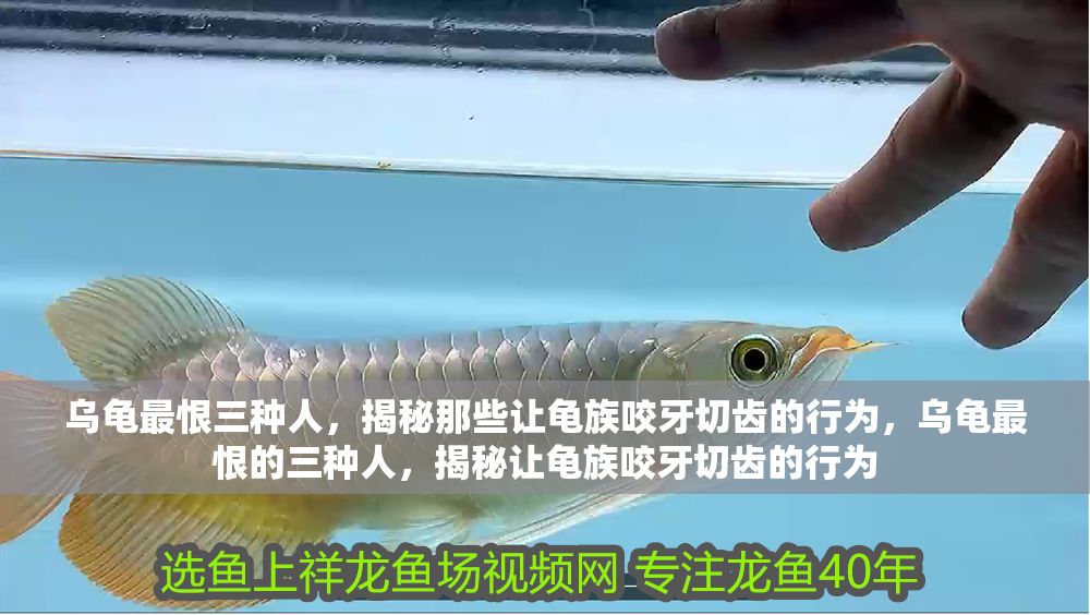 烏龜最恨三種人，揭秘那些讓龜族咬牙切齒的行為，烏龜最恨的三種人，揭秘讓龜族咬牙切齒的行為