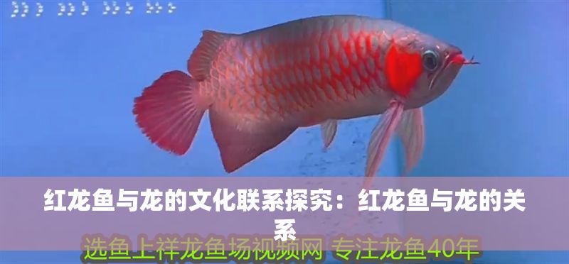 紅龍魚與龍的文化聯系探究：紅龍魚與龍的關系