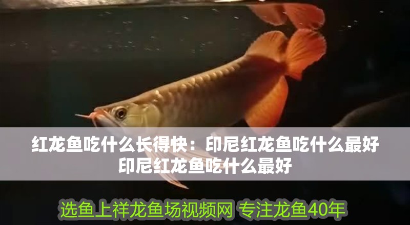 紅龍魚吃什么長得快：印尼紅龍魚吃什么最好印尼紅龍魚吃什么最好