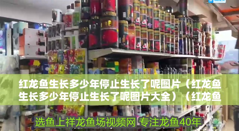 紅龍魚(yú)生長(zhǎng)多少年停止生長(zhǎng)了呢圖片（紅龍魚(yú)生長(zhǎng)多少年停止生長(zhǎng)了呢圖片大全）（紅龍魚(yú)停止生長(zhǎng)多少年停止生長(zhǎng)）