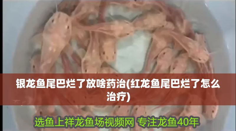 銀龍魚尾巴爛了放啥藥治(紅龍魚尾巴爛了怎么治療)