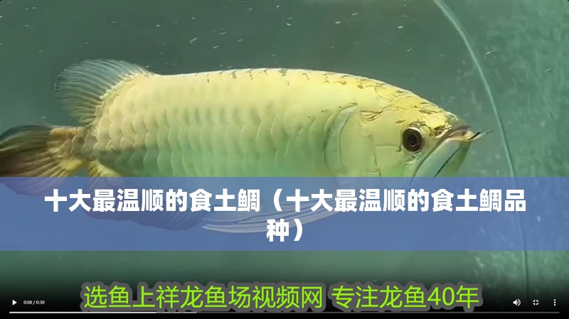 十大最溫順的食土鯛（十大最溫順的食土鯛品種） 十大最溫順的食土鯛（十大最溫順的食土鯛品種） 龍魚論壇