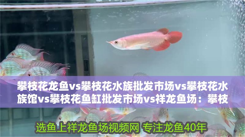 攀枝花龍魚vs攀枝花水族批發(fā)市場vs攀枝花水族館vs攀枝花魚缸批發(fā)市場vs祥龍魚場：攀枝花地區(qū)的五個(gè)技術(shù) 攀枝花龍魚vs攀枝花水族批發(fā)市場vs攀枝花水族館vs攀枝花魚缸批發(fā)市場vs祥龍魚場：攀枝花地區(qū)的五個(gè)技術(shù) 祥龍魚場各市分站 第1張