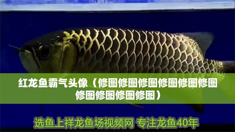 紅龍魚霸氣頭像（修圖修圖修圖修圖修圖修圖修圖修圖修圖修圖）