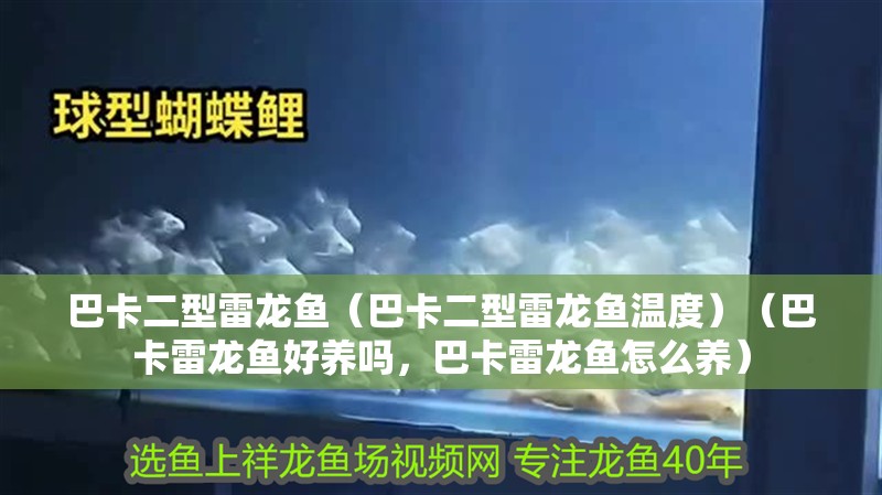 我的虎魚真菌感染了要怎么處理 巴卡二型雷龍魚(巴卡二型雷龍魚溫度)(巴卡雷龍魚好養嗎,巴卡雷龍魚怎么養) 銀龍魚百科 巴卡二型雷龍魚(巴卡二型雷龍魚溫度)(巴卡雷龍魚好養嗎,巴卡雷龍魚怎么養) 巴卡二型雷龍魚(巴卡二型雷龍魚溫度)(巴卡雷龍魚好養嗎,巴卡雷龍魚怎么養) 銀龍魚百科