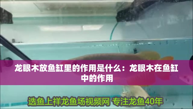 龍眼木放魚缸里的作用是什么：龍眼木在魚缸中的作用
