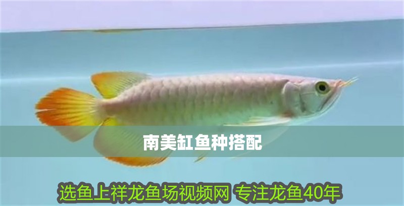 南美缸魚種搭配 南美缸魚種搭配 龍魚論壇