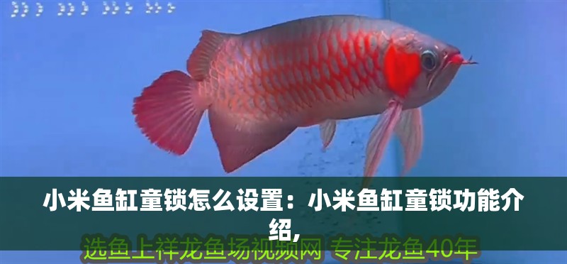 魚缸造景先放沙還是先放水(魚缸造景先鋪沙還是先放石頭) 小米魚缸童鎖怎么設置:小米魚缸童鎖功能介紹, 魚缸百科 小米魚缸童鎖怎么設置:小米魚缸童鎖功能介紹, 小米魚缸童鎖怎么設置:小米魚缸童鎖功能介紹, 魚缸百科