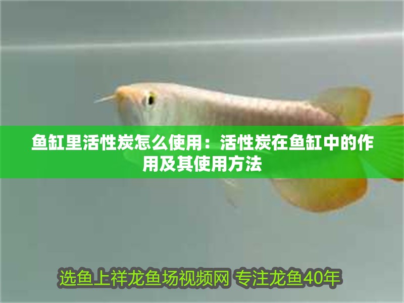 魚缸里活性炭怎么使用：活性炭在魚缸中的作用及其使用方法 魚缸里活性炭怎么使用：活性炭在魚缸中的作用及其使用方法 魚缸百科