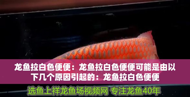 龍魚拉白色便便：龍魚拉白色便便可能是由以下幾個(gè)原因引起的：龍魚拉白色便便