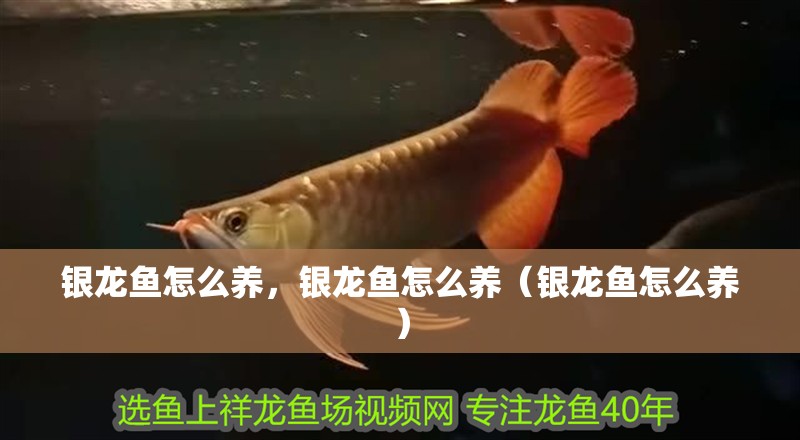 銀龍魚怎么養，銀龍魚怎么養（銀龍魚怎么養）