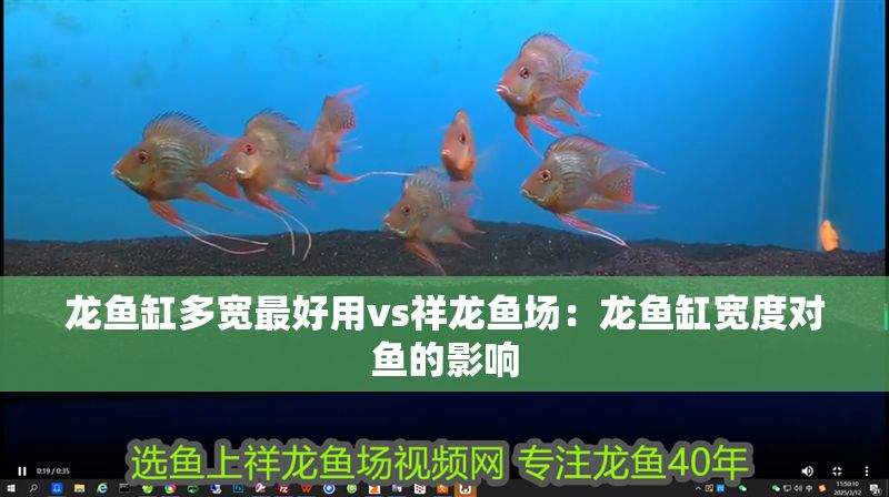 龍魚缸多寬最好用vs祥龍魚場：龍魚缸寬度對魚的影響