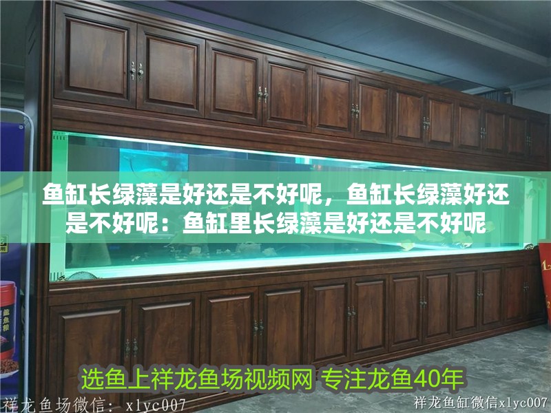 魚缸長綠藻是好還是不好呢，魚缸長綠藻好還是不好呢：魚缸里長綠藻是好還是不好呢 魚缸長綠藻是好還是不好呢，魚缸長綠藻好還是不好呢：魚缸里長綠藻是好還是不好呢 魚缸百科