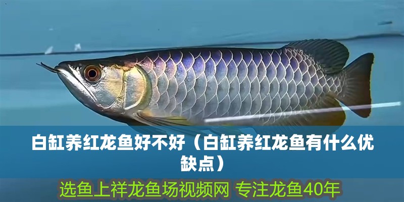 白缸養紅龍魚好不好（白缸養紅龍魚有什么優缺點）