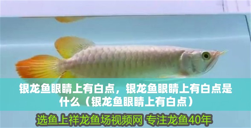 魚缸用增氧泵價(jià)格是多少:魚缸增氧機(jī)-xtrac增氧機(jī)-xtrac增氧機(jī) 銀龍魚眼睛上有白點(diǎn),銀龍魚眼睛上有白點(diǎn)是什么(銀龍魚眼睛上有白點(diǎn)) 銀龍魚百科 銀龍魚眼睛上有白點(diǎn),銀龍魚眼睛上有白點(diǎn)是什么(銀龍魚眼睛上有白點(diǎn)) 銀龍魚眼睛上有白點(diǎn),銀龍魚眼睛上有白點(diǎn)是什么(銀龍魚眼睛上有白點(diǎn)) 銀龍魚百科