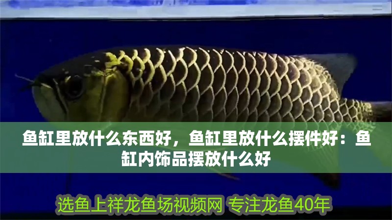 魚缸里放什么東西好，魚缸里放什么擺件好：魚缸內(nèi)飾品擺放什么好